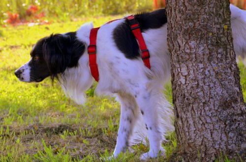 Disabituanti per cani e gatti: quando utilizzarli? thumb