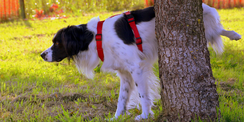Disabituanti per cani e gatti: quando utilizzarli? cover