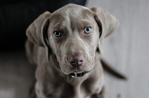 La prima volta di un cucciolo di cane in casa: 7 cose da sapere thumb