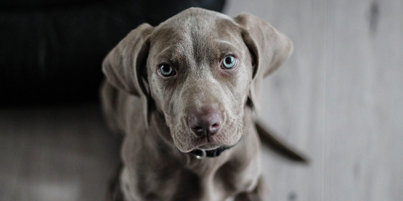 La prima volta di un cucciolo di cane in casa: 7 cose da sapere cover