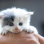 cucciolo di gatto