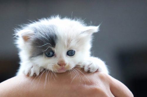 Adottare un cucciolo di gatto: 7 cose da non dimenticare thumb