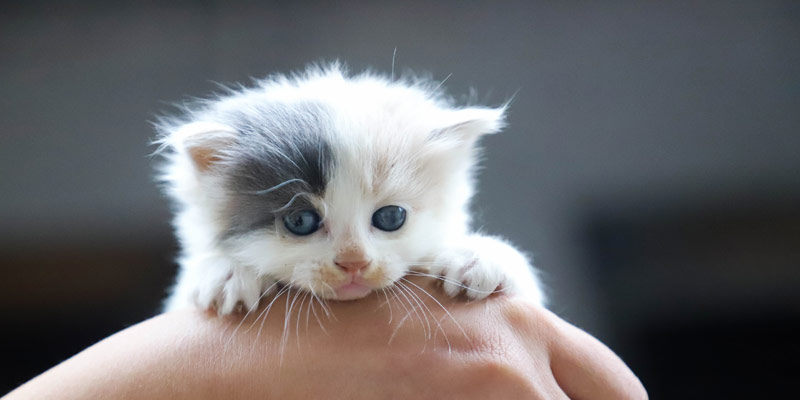 Adottare un cucciolo di gatto: 7 cose da non dimenticare cover