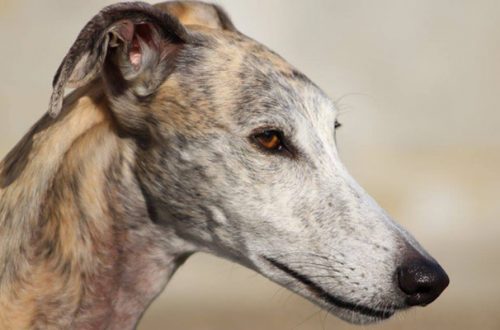 Quando i cani ci insegnano l’empatia: una storia che nasce dalle perreras spagnole thumb