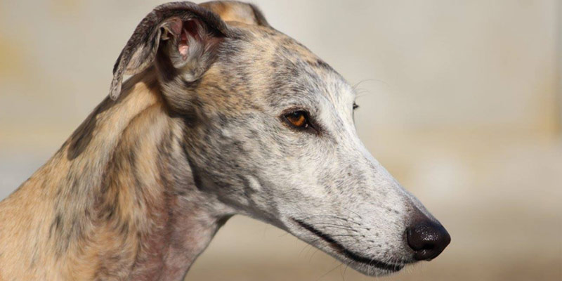 Quando i cani ci insegnano l’empatia: una storia che nasce dalle perreras spagnole cover