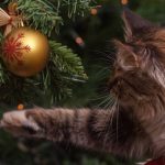 il gatto e l'albero di Natale
