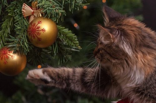 5 consigli per far convivere il gatto e l’albero di Natale thumb