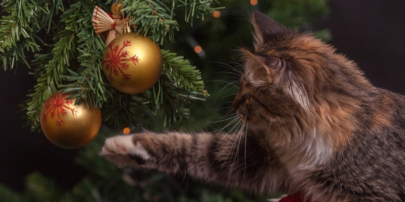 5 consigli per far convivere il gatto e l’albero di Natale cover