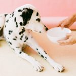 mangimi peggiori per cani e gatti