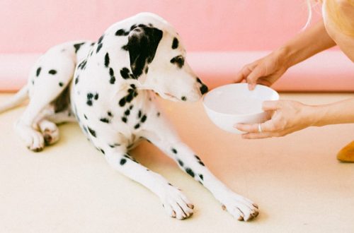 Mangimi peggiori per cani e gatti: 5 modi per riconoscerli thumb