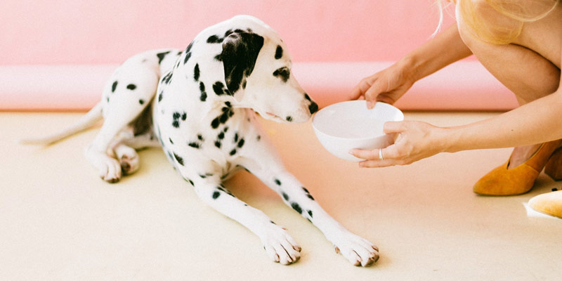Mangimi peggiori per cani e gatti: 5 modi per riconoscerli cover