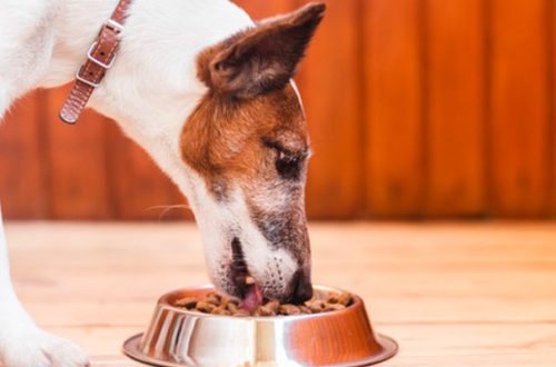 Mangime per cane: attenzione agli agglomeranti e agli astringenti thumb