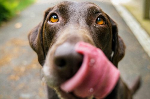Il cane ingrassa troppo? 5 consigli per farlo dimagrire thumb