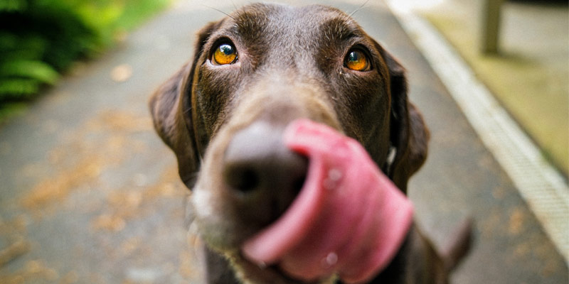 Il cane ingrassa troppo? 5 consigli per farlo dimagrire cover
