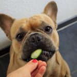 crocchette vegetariane per cani