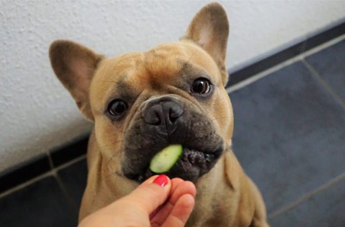 Crocchette vegetariane per cani: quando e perché thumb