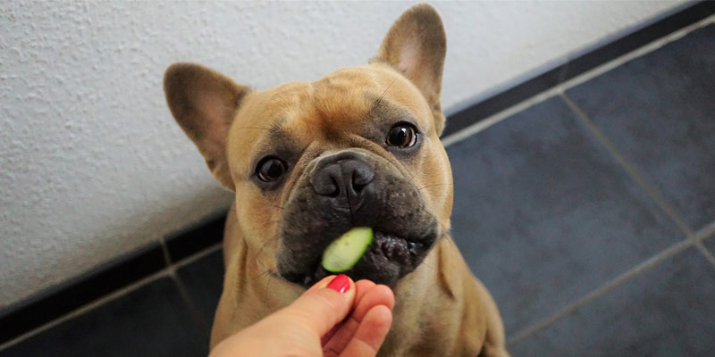 Crocchette vegetariane per cani: quando e perché cover