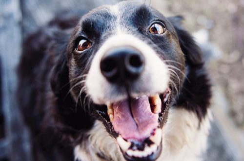 Il cane mangia troppo in fretta, cosa fare? thumb
