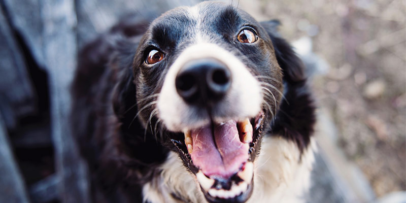 Il cane mangia troppo in fretta, cosa fare? cover