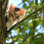 biodiversità