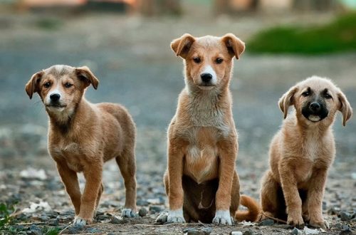 Sterilizzare il cane: i lati positivi e quelli negativi thumb