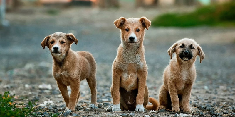 Sterilizzare il cane: i lati positivi e quelli negativi cover