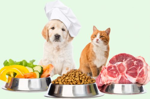 Sai davvero cosa mangiano il tuo cane e il tuo gatto? thumb