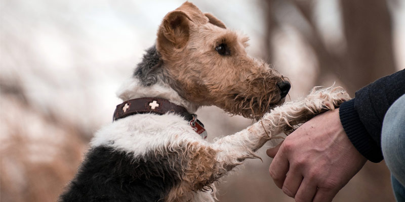 Cani, gatti e Coronavirus: nessun pericolo per gli animali cover