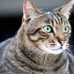 gatto sovrappeso