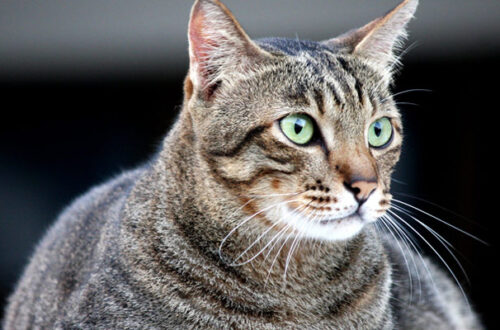 Come capire se un gatto è sovrappeso e cosa fare thumb