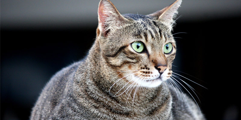 Come capire se un gatto è sovrappeso e cosa fare cover
