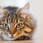 sterilizzare il gatto