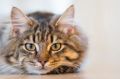 Sterilizzare il gatto: pro e contro thumb