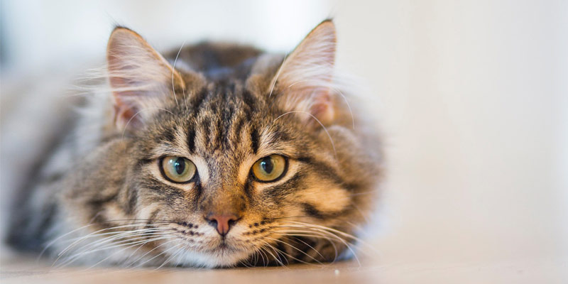 Sterilizzare il gatto: pro e contro cover