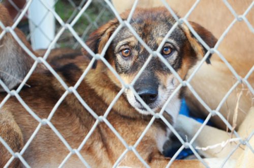 Consumo di carne di cane: la Cina potrebbe vietarla thumb