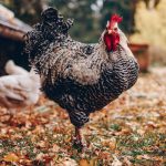pollo