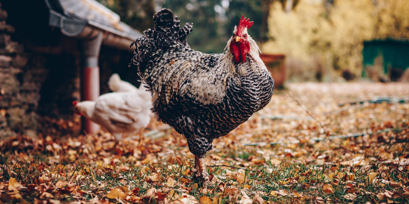 C’è pollo e pollo: cosa significa free run chicken e free range chicken cover