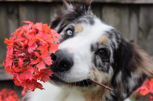 Sbalzi climatici: come aiutare cani e gatti thumb