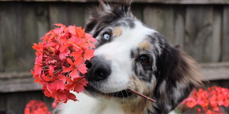 Sbalzi climatici: come aiutare cani e gatti cover
