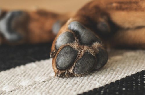Coronavirus: disinfettare il pelo del cane con alcool è rischioso per la sua salute thumb