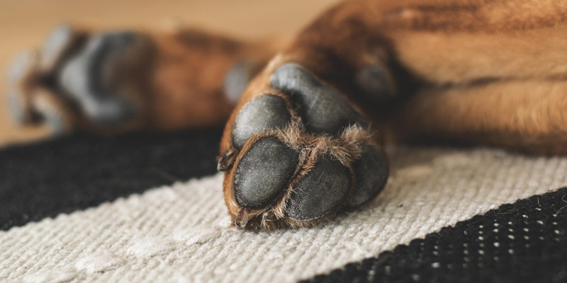 Coronavirus: disinfettare il pelo del cane con alcool è rischioso per la sua salute cover