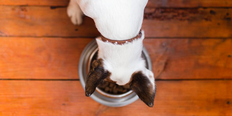 Acana: il mangime per cani d’eccellenza cover