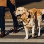 cane guida