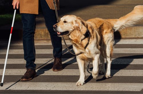 Cane guida: insostituibile amico a quattro zampe thumb