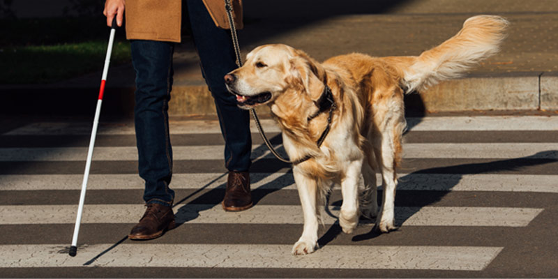 Cane guida: insostituibile amico a quattro zampe cover