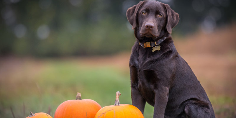 Cani vegetariani: consigli per non mettere a rischio la salute cover