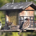 birdgarden