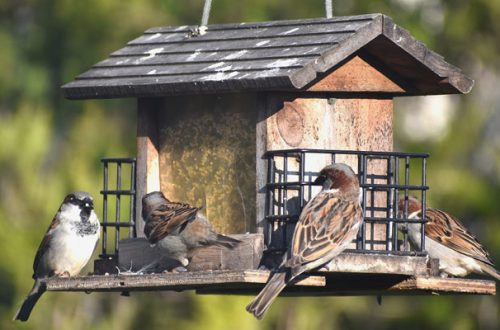 Birdgarden, come rendere il balcone o il terrazzo ospitale per gli uccellini thumb