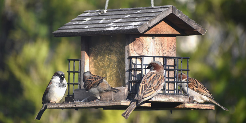 Birdgarden, come rendere il balcone o il terrazzo ospitale per gli uccellini cover