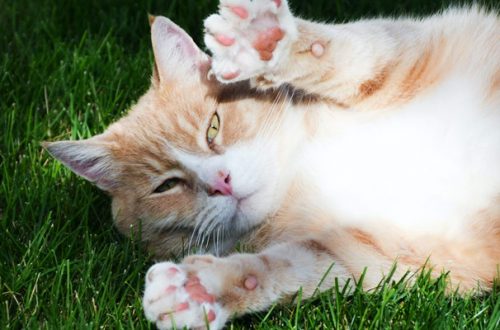 Candeggina contro il Coronavirus, i pericoli per i nostri animali thumb